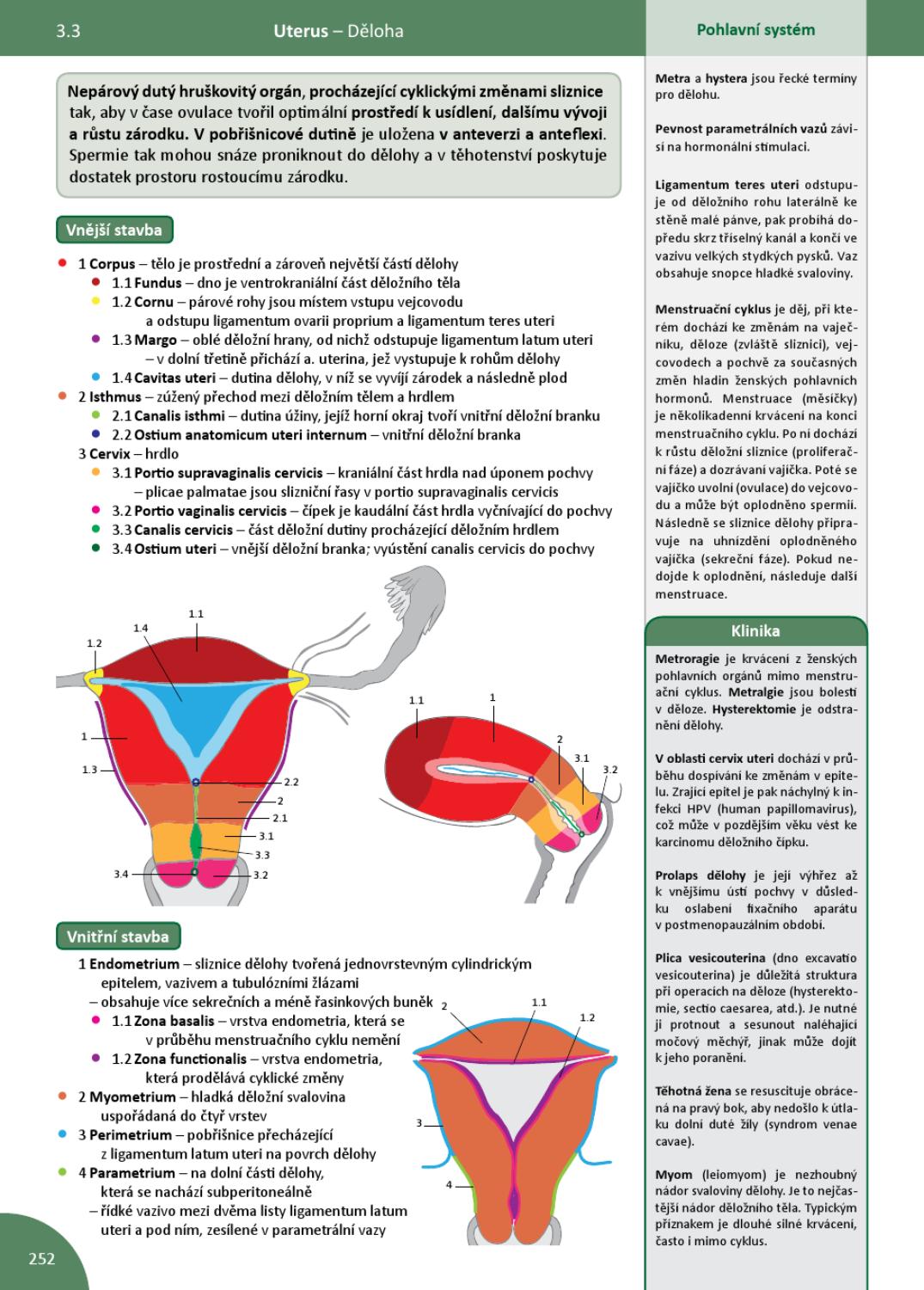 ISSUU Memorix anatomie by Radovan Hudak