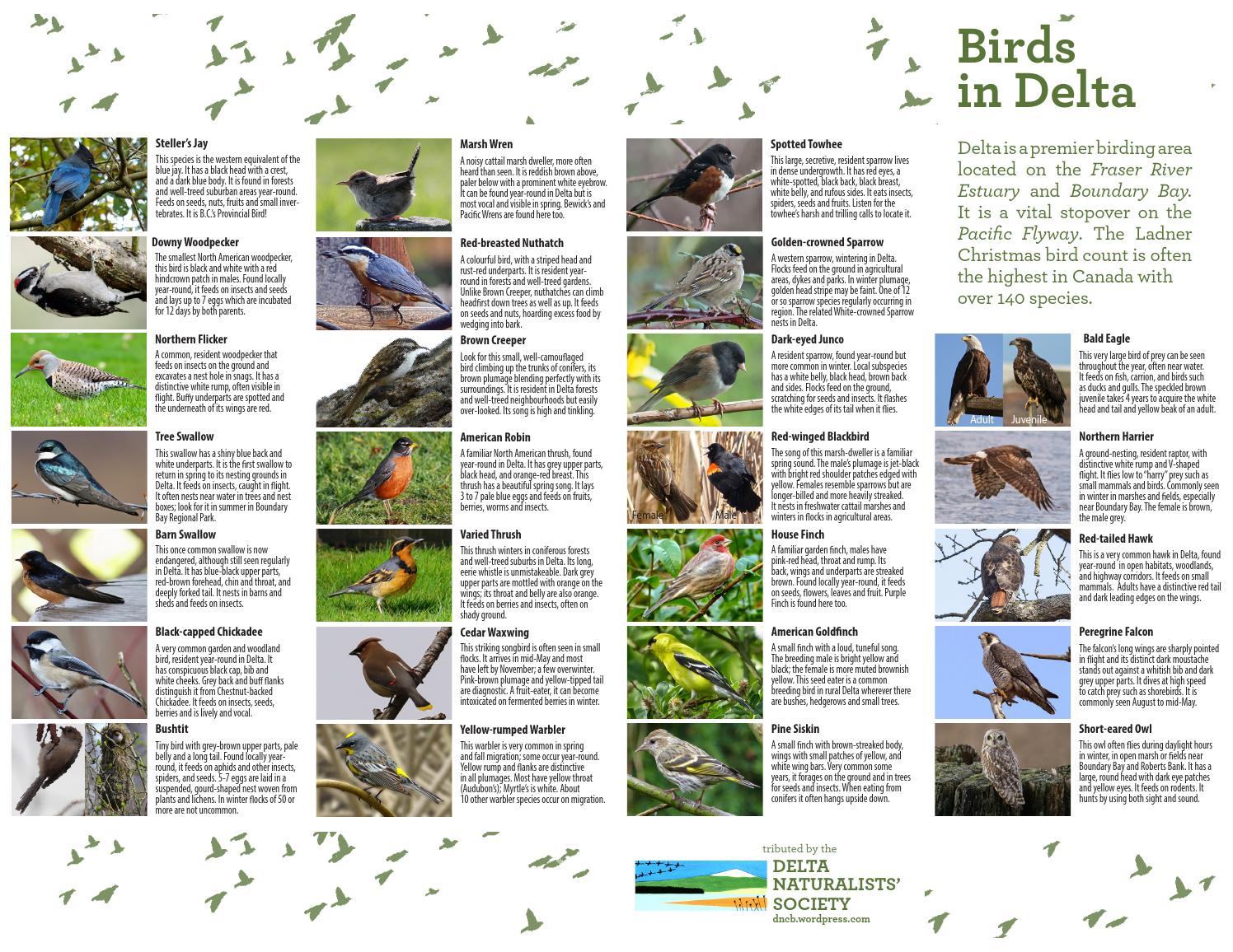 Birds in Delta Guide by The Corporation of Delta