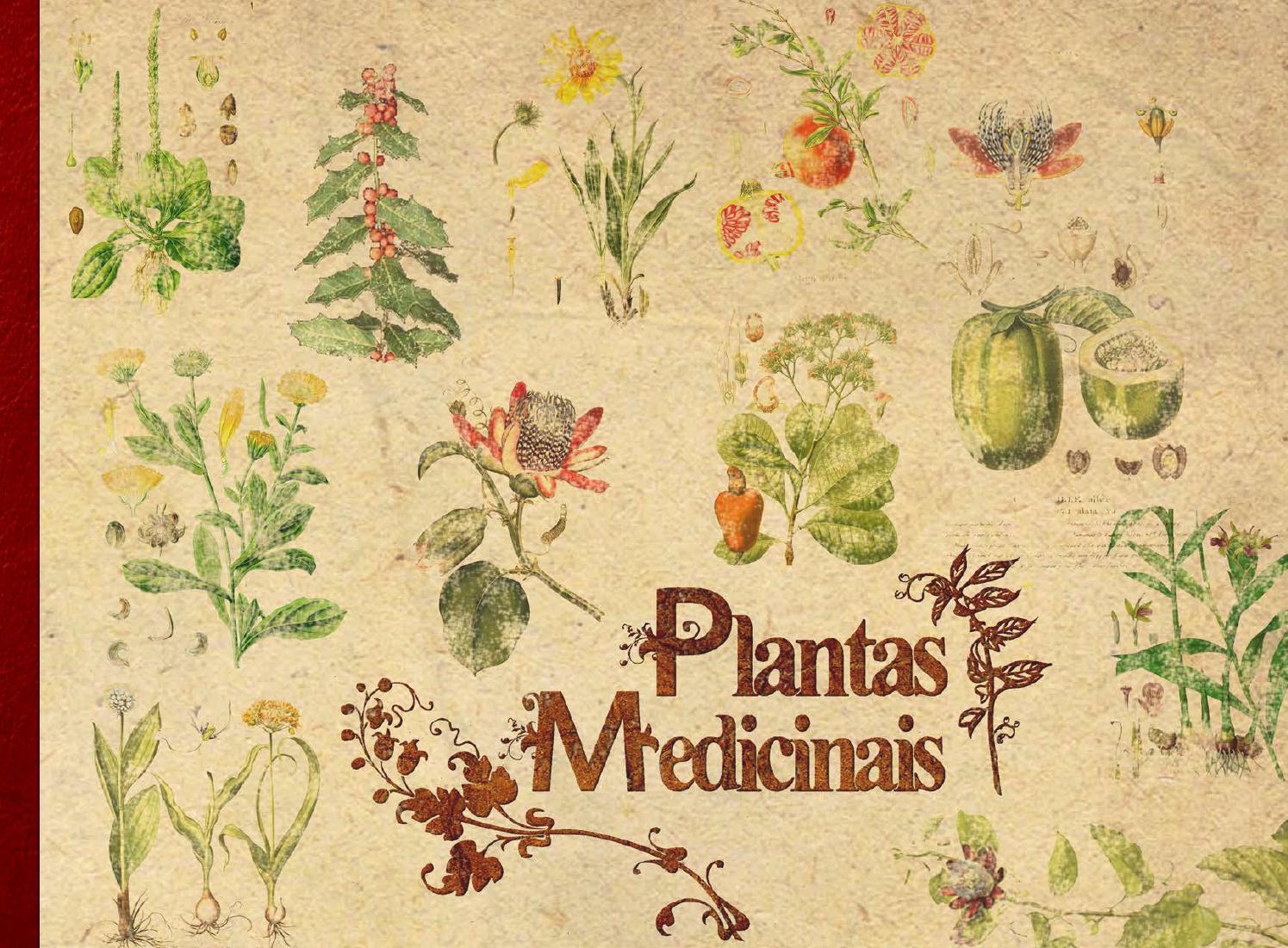 Artigo plantas medicinais
