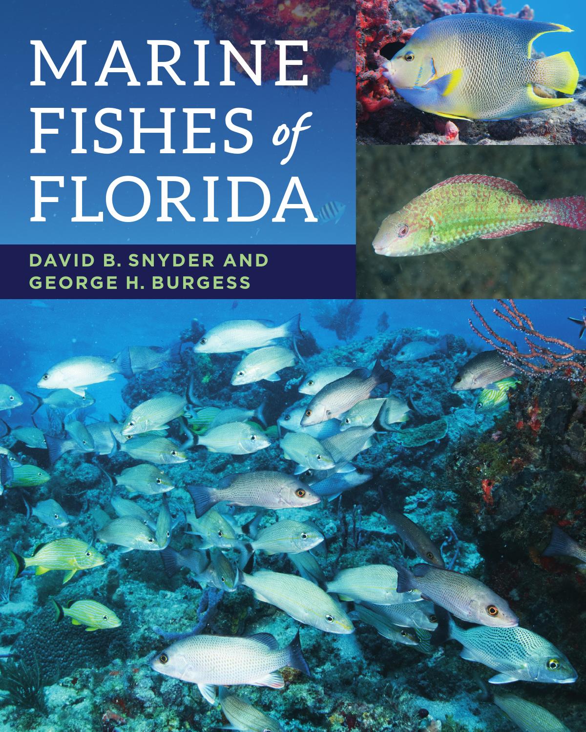 Sharks research paper picture