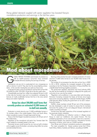 Mad about macadamia